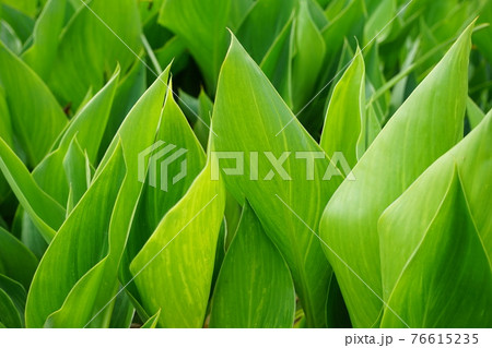 緑の観葉植物 緑の観葉植物 76615235