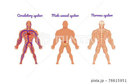Main Human Body Systems with Circulatory and Nervous System Vector Set 76615951