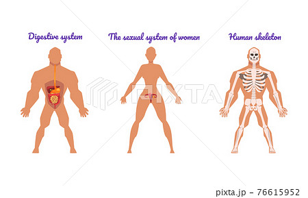Main Human Body Systems with Digestive System and Human Skeleton Vector Set 76615952