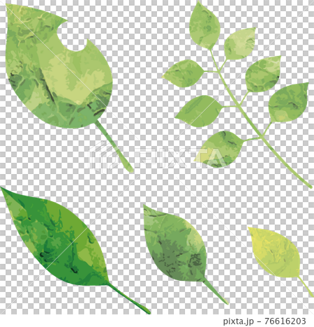 Summer botanical plant leaf green watercolor silhouette illustration material set Summer botanical plant leaf green watercolor silhouette illustration material set 76616203