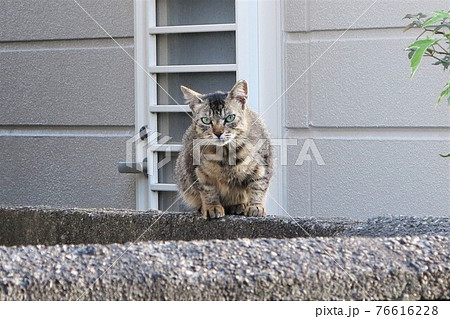 さくら猫 のらねこ さくら猫 のらねこ 76616228