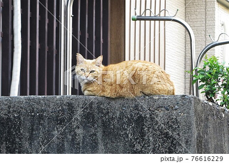 さくら猫 のらねこ さくら猫 のらねこ 76616229
