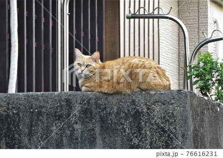 さくら猫 のらねこ さくら猫 のらねこ 76616231
