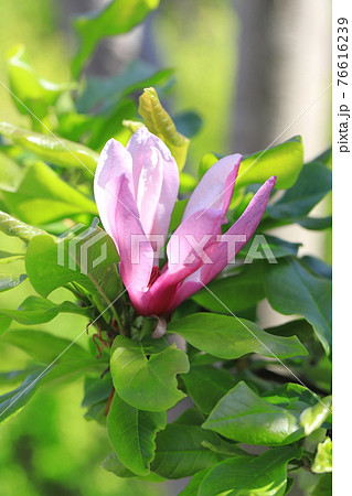 満開の紫木蓮 シモクレン の花の写真素材