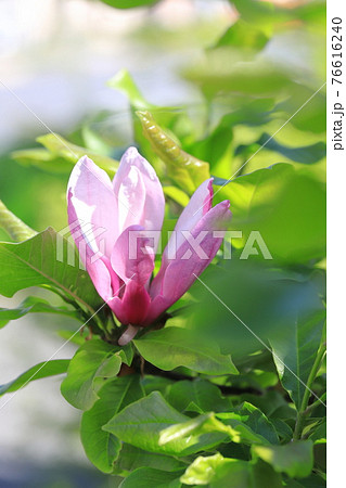 満開の紫木蓮 シモクレン の花の写真素材