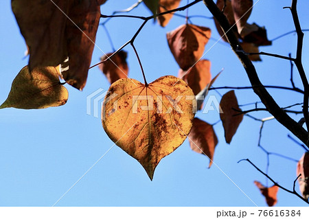 紅葉するハート型の葉っぱ アメリカ花蘇芳 の写真素材