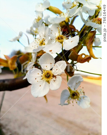 花 木 芽 76616449