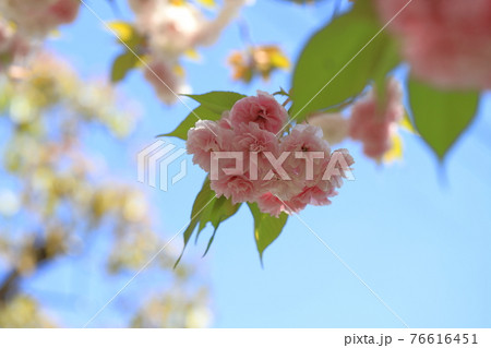 ピンク色の八重桜 ピンク色の八重桜 76616451