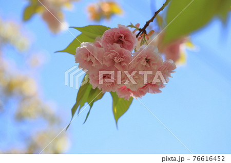ピンク色の八重桜 ピンク色の八重桜 76616452