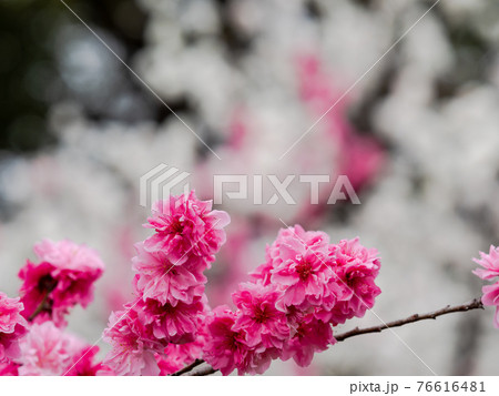 春爛漫　紅白の美しい満開のハナモモ 76616481