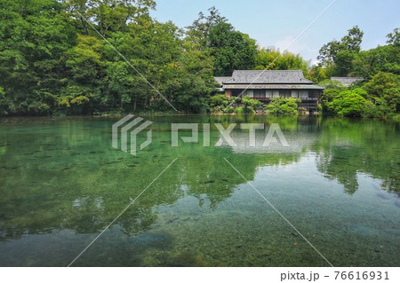 三島市楽寿園の小浜池満水での撮影 三島市楽寿園の小浜池満水での撮影 76616931