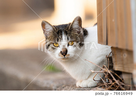 見つめる猫 76616949