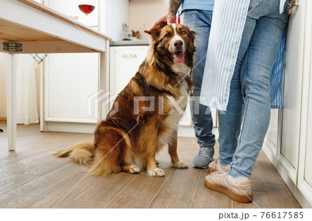 Border Collie dog sitting at the feet of the owners couple Border Collie dog sitting at the feet of the owners couple 76617585