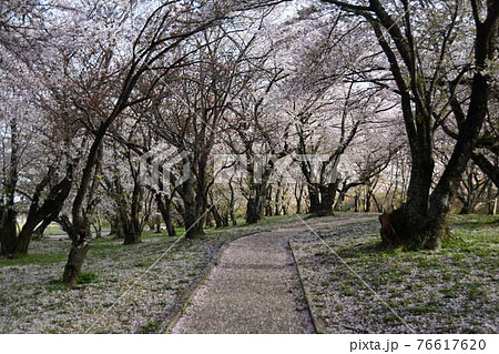 宮川堤と桜 76617620