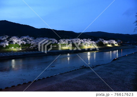 五十鈴川と桜 76617623