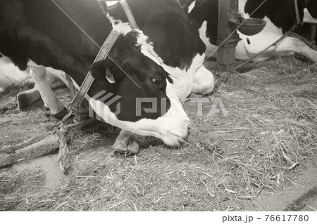 牛の食事 76617780