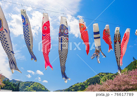 羽根谷だんだん公園、こいのぼりと満開の桜〈岐阜県海津市〉 羽根谷だんだん公園、こいのぼりと満開の桜〈岐阜県海津市〉 76617789