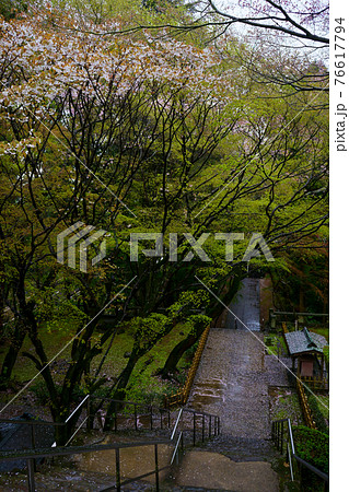 桜　新緑　雨　根香寺(四国八十八ヶ所霊場第82番札所) 76617794