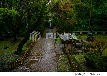 桜散る　雨　根香寺(四国八十八ヶ所霊場第82番札所) 76617799