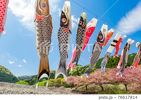 羽根谷だんだん公園、こいのぼりと満開の桜〈岐阜県海津市〉 76617814