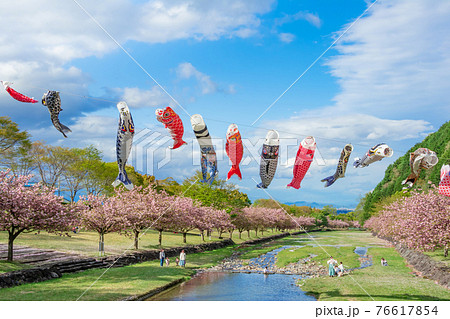 羽根谷だんだん公園、こいのぼりと満開の桜〈岐阜県海津市〉 76617854