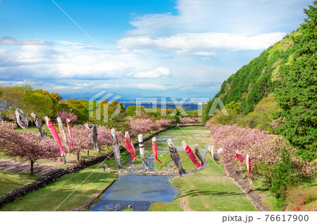 羽根谷だんだん公園、こいのぼりと満開の桜〈岐阜県海津市〉 羽根谷だんだん公園、こいのぼりと満開の桜〈岐阜県海津市〉 76617900