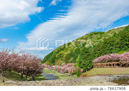 羽根谷だんだん公園、こいのぼりと満開の桜〈岐阜県海津市〉 羽根谷だんだん公園、こいのぼりと満開の桜〈岐阜県海津市〉 76617906