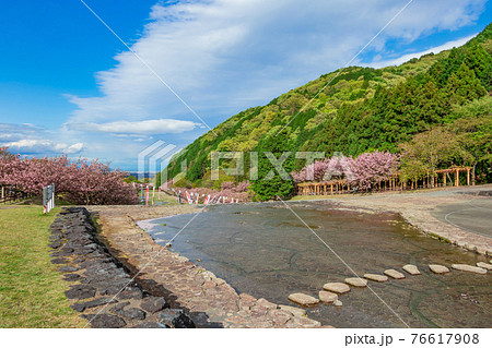 羽根谷だんだん公園、こいのぼりと満開の桜〈岐阜県海津市〉 羽根谷だんだん公園、こいのぼりと満開の桜〈岐阜県海津市〉 76617908