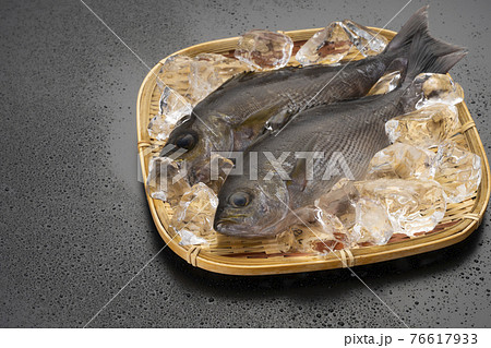 初夏に旬のシズル感あふれるイサキ 76617933