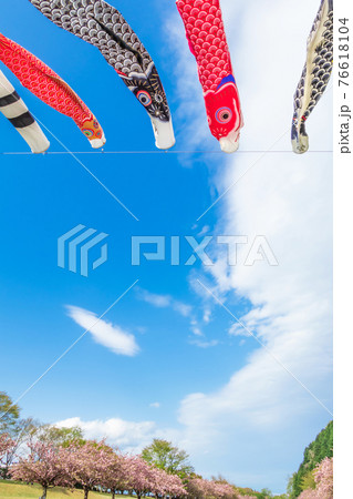 羽根谷だんだん公園、こいのぼりと満開の桜〈岐阜県海津市〉 羽根谷だんだん公園、こいのぼりと満開の桜〈岐阜県海津市〉 76618104