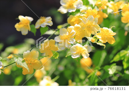 ヤマブキ（山吹）の花  76618131