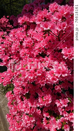 満開のツツジ 満開のツツジ 76618161