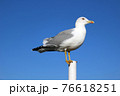 Single seagull with folded wings and closed beak against blue sky 76618251