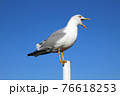 Large seagull with an open beak against blue sky, beautiful seabird stands on pole and shouts 76618253