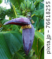 banana flower, blossom bananas tree, opened petal fo banana bush, vertical view. 76618255