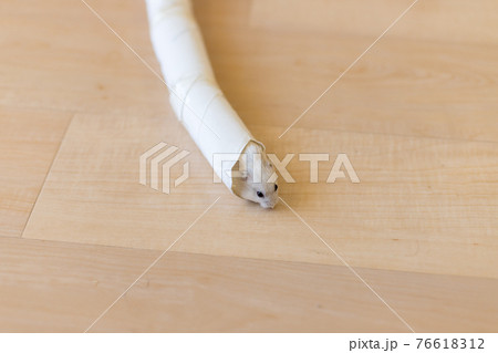 トイレットペーパーの芯で遊ぶジャンガリアンハムスター トイレットペーパーの芯で遊ぶジャンガリアンハムスター 76618312