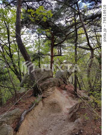 木 樹木 風景 76618616