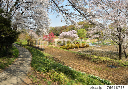 見沼田圃散歩:山桜咲く 南部領辻にて 見沼田圃散歩:山桜咲く 南部領辻にて 76618753