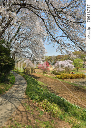 見沼田圃散歩：山桜咲く　南部領辻にて 76618757