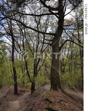 樹木 風景 森 76618871