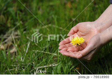春の暖かい光に照らされたタンポポをふんわりと手で包む 76618960