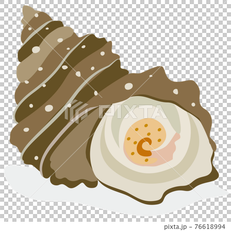 Shellfish / Sazae Shellfish / Sazae 76618994