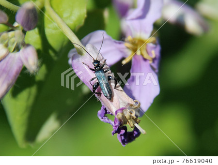 モモブトカミキリモドキのオス モモブトカミキリモドキのオス 76619040