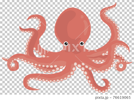 海鮮/たこ 海鮮/たこ 76619065