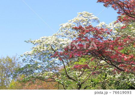 赤白とピンク色　三色のハナミズキ　　　　　　　 76619093