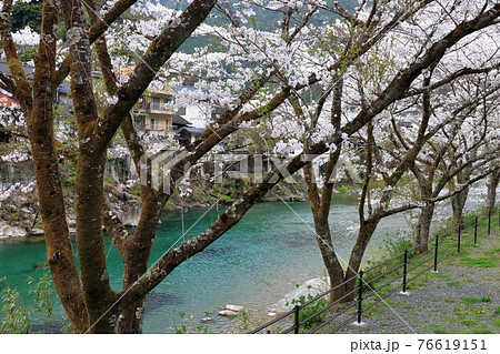 土居川沿いの桜 池川ふれあい公園 (高知県 仁淀川町) 土居川沿いの桜 池川ふれあい公園 (高知県 仁淀川町) 76619151