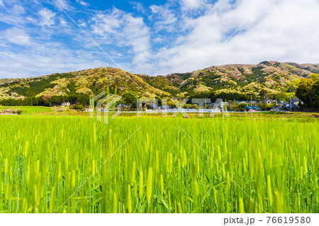 麦畑と山桜の山 76619580