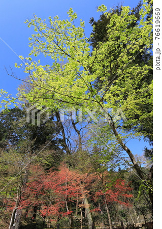 谷汲山華厳寺 春の山 谷汲山華厳寺 春の山 76619669
