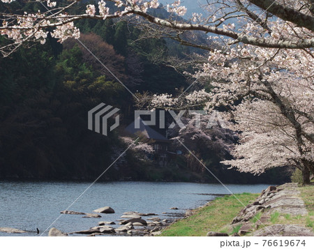 桜満開の三重県白山町リバーパーク真見　水辺公園 76619674