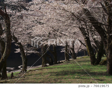 桜満開の三重県白山町リバーパーク真見　水辺公園 76619675